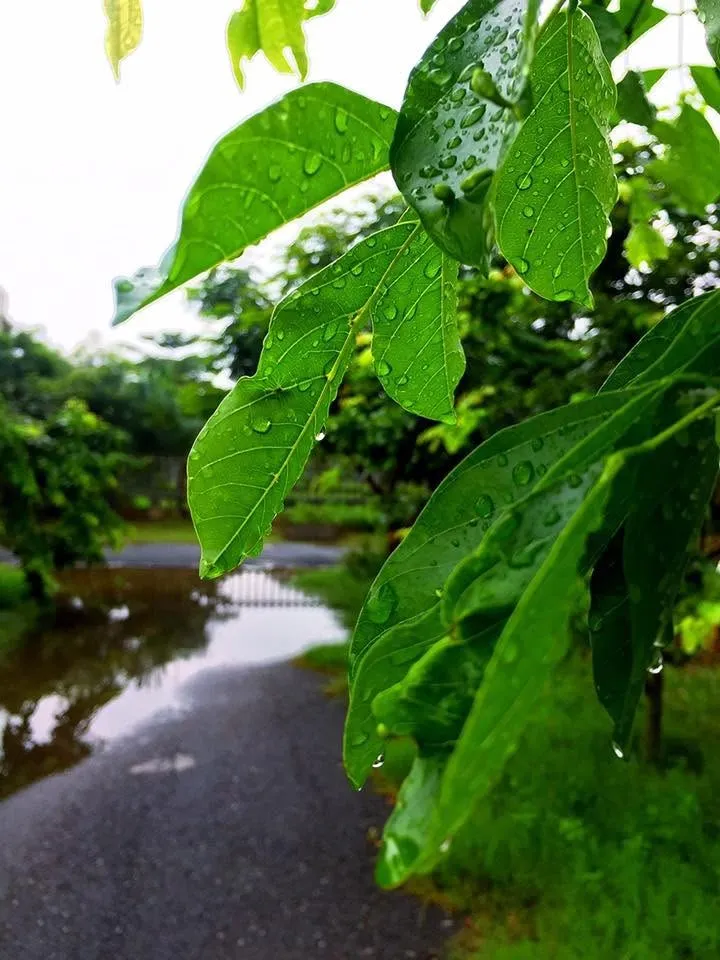 Raindrops on bright green leaves beside a wet path with a puddle reflecting the sky