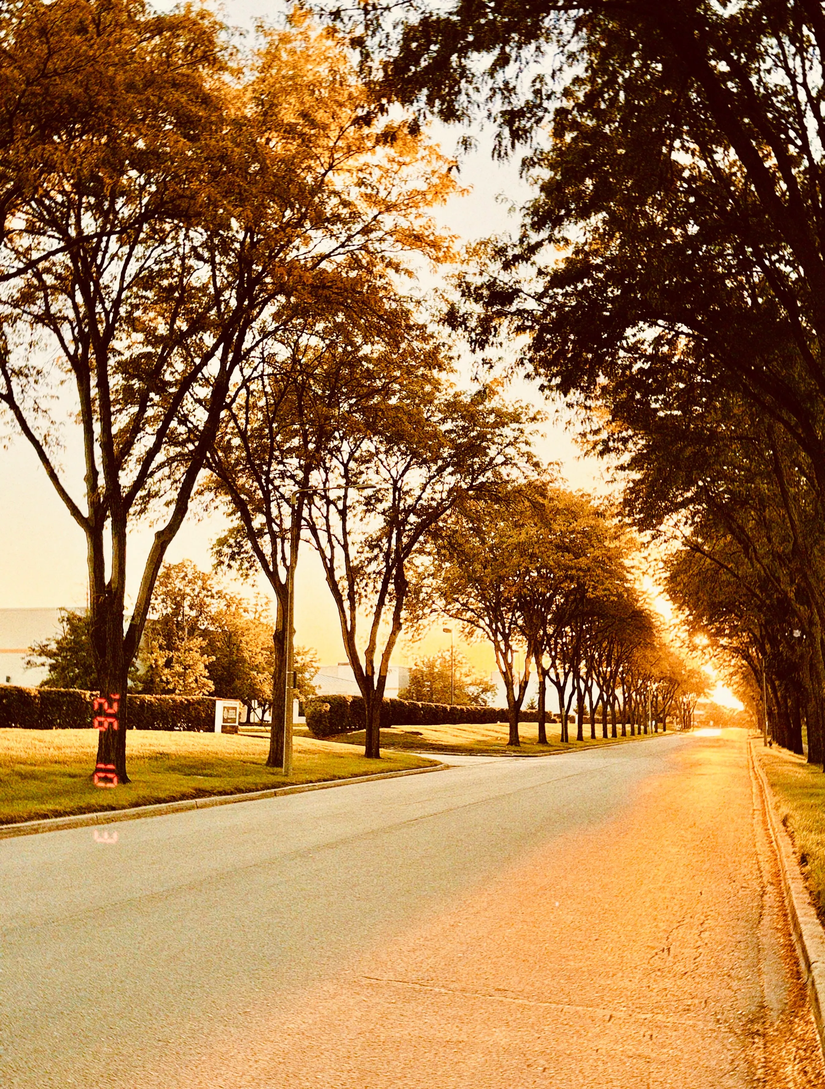 A quiet road lined with trees in warm autumn light, the sun glowing at the far end