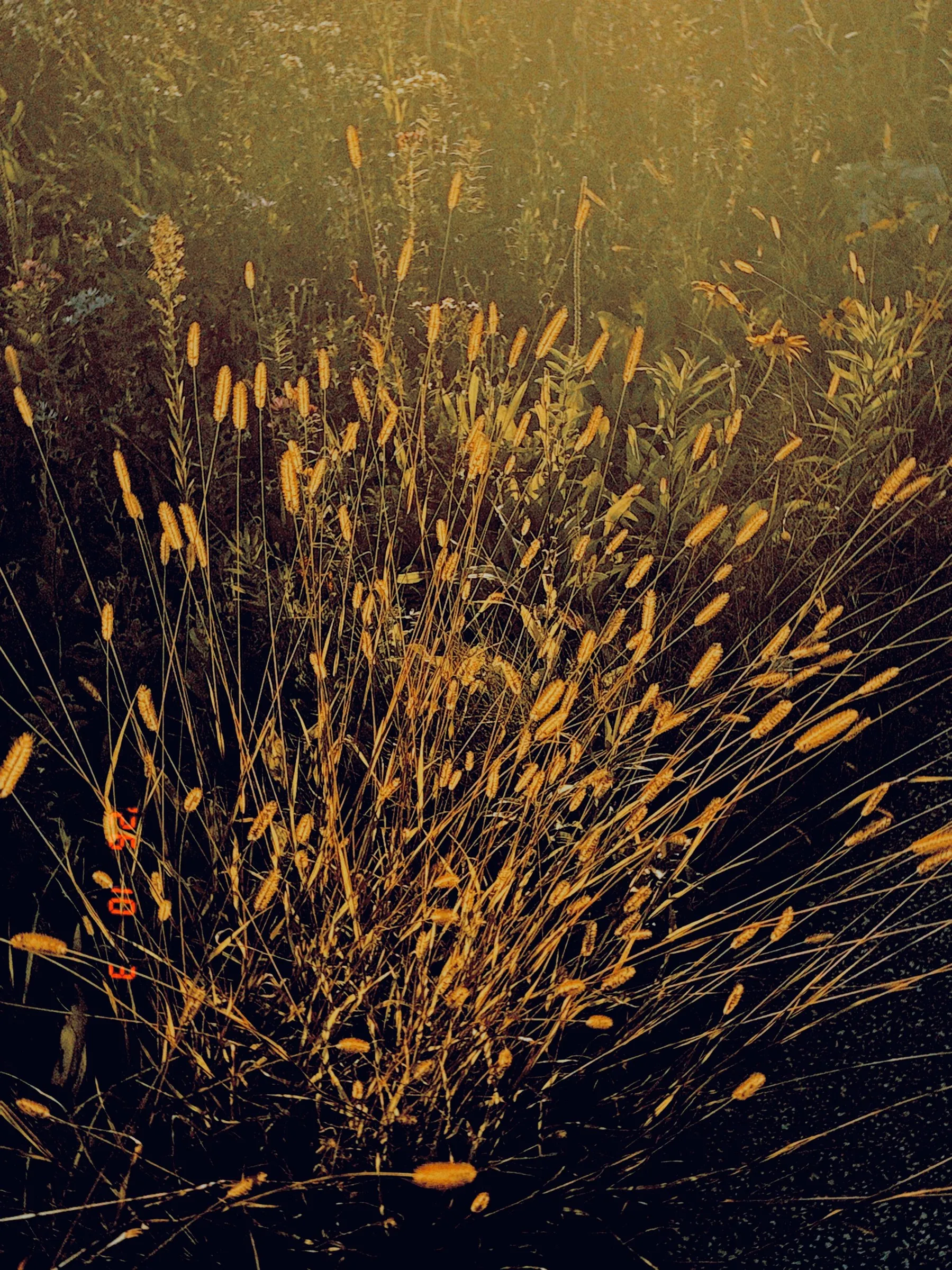 Wild grass seed heads catching warm evening light against a dark background