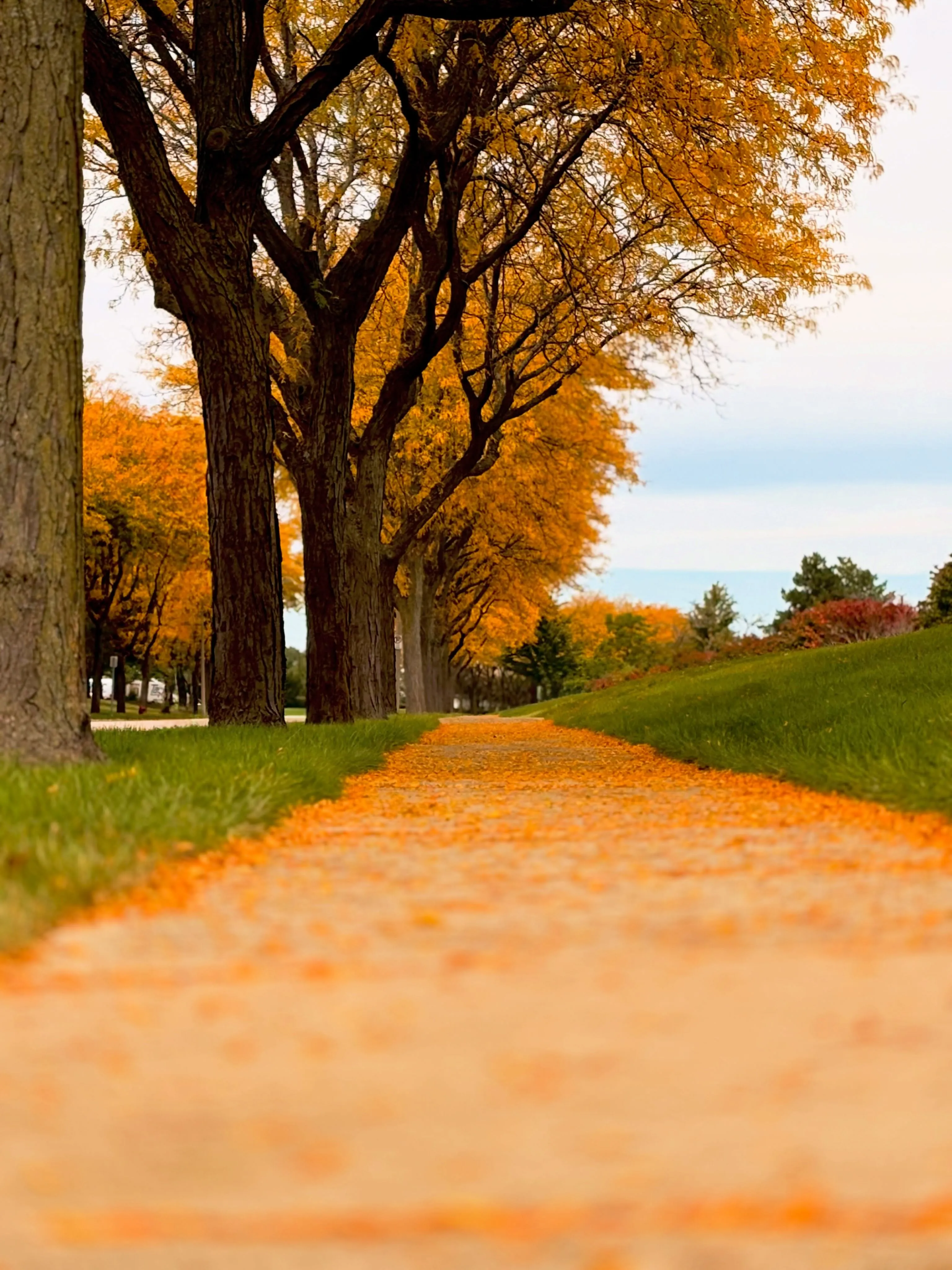 A low-angle view down a path covered in fallen golden leaves, lined with elm trees in full autumn color