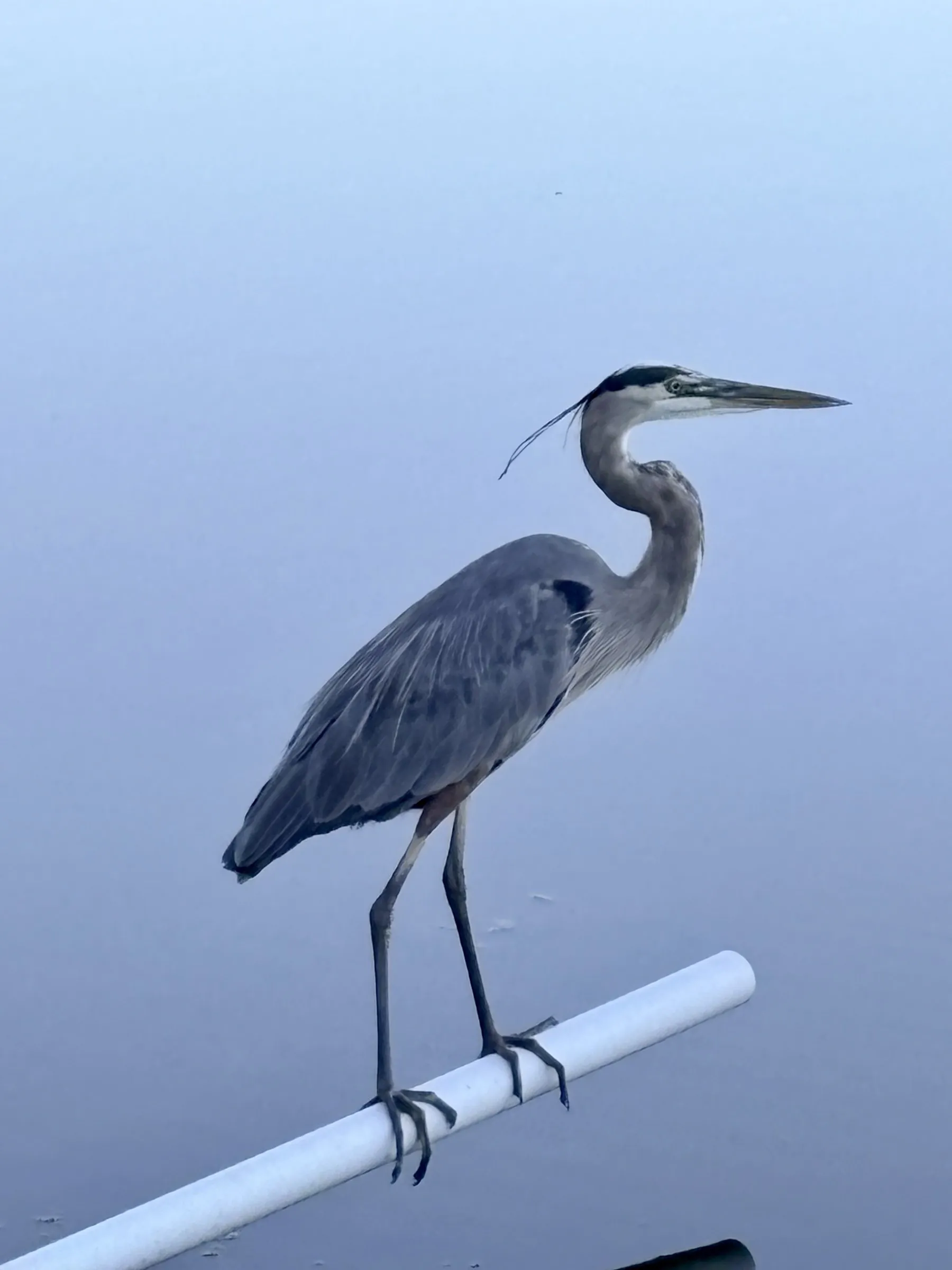 A great blue heron standing on a white pipe above calm, pale-blue water