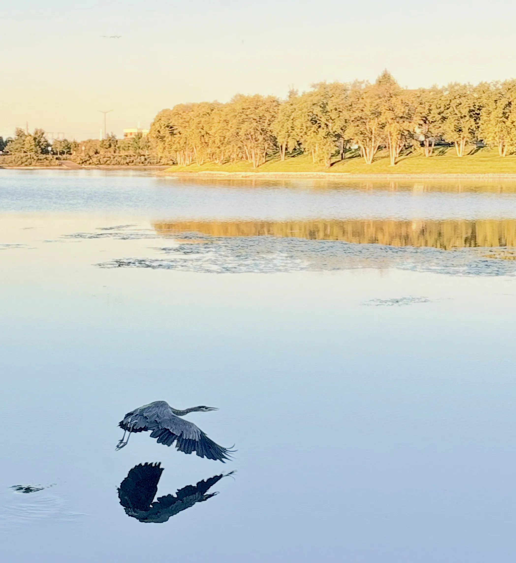 A heron skimming the surface of a lake in warm evening light, golden trees reflected behind it