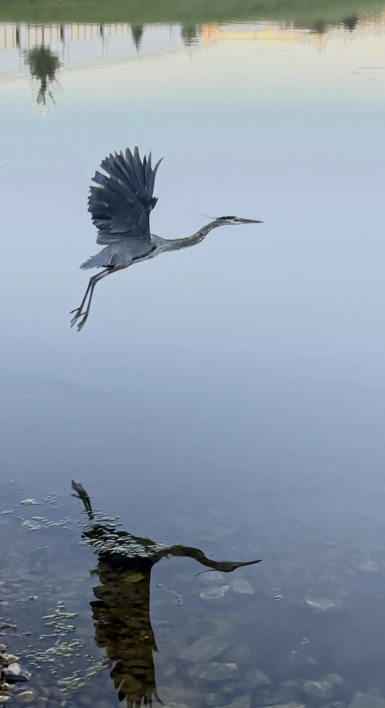 A heron taking off from shallow water, wings raised, its reflection below