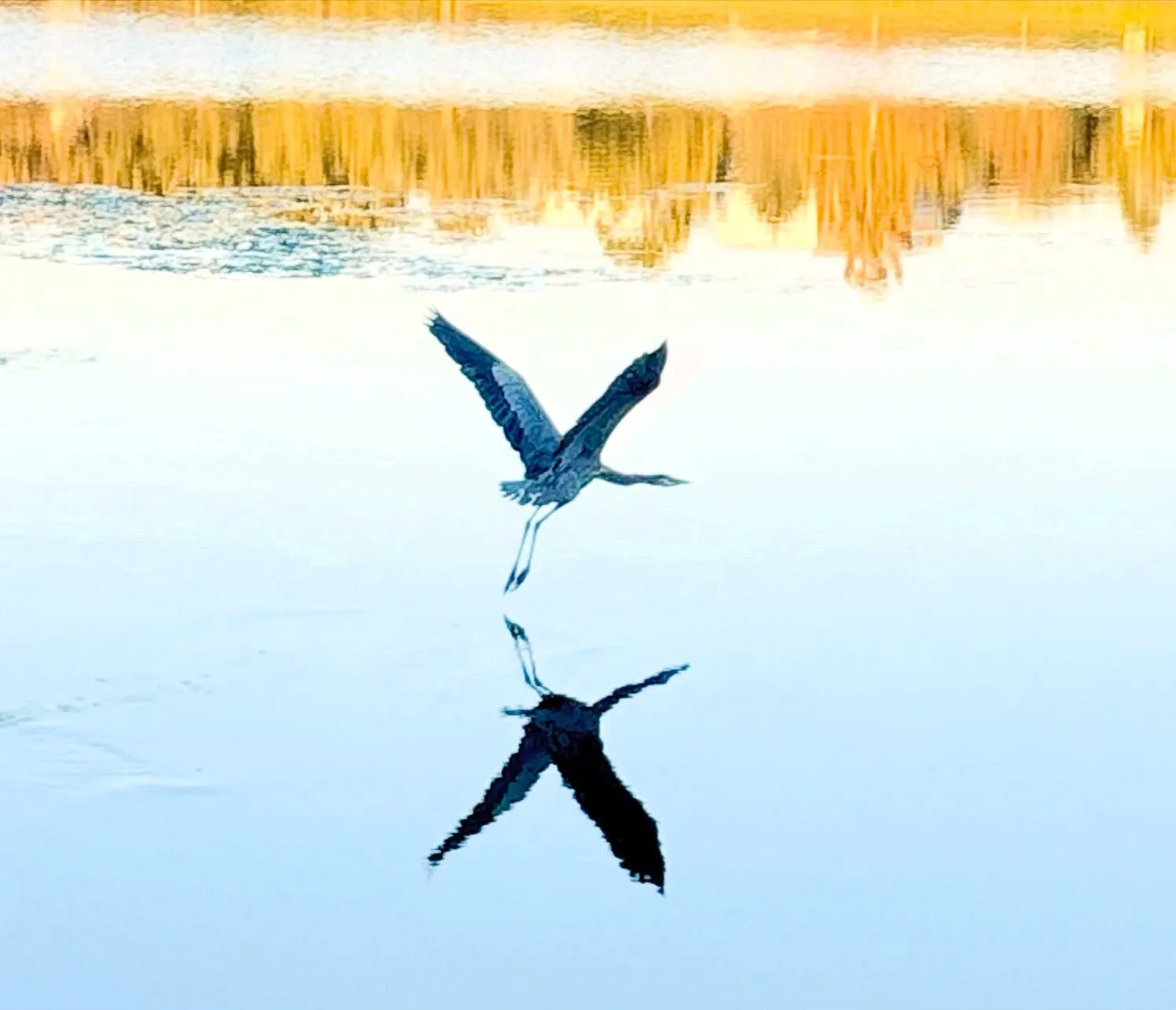 A great blue heron lifting off from still water, its reflection mirrored below it, with golden trees reflected at the top of the frame