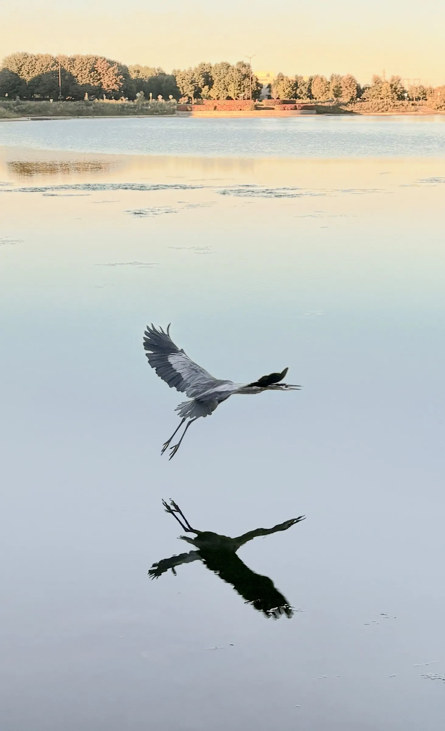 A heron flying low across a calm lake, mirrored in the water, with trees on the far shore