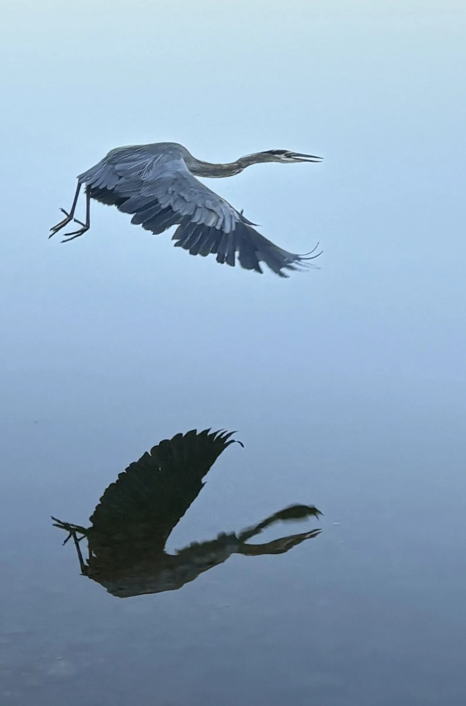 A heron gliding low over still water with its wings spread and a dark reflection beneath